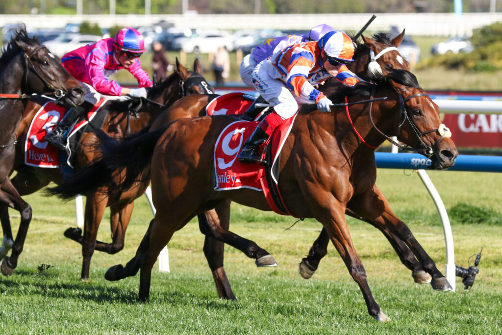 Racehorses and jockeys in colorful silks sprint on a turf track, close behind a leading brown horse with a white bridle.
