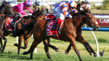 Racehorses and jockeys in colorful silks sprint on a turf track, close behind a leading brown horse with a white bridle.
