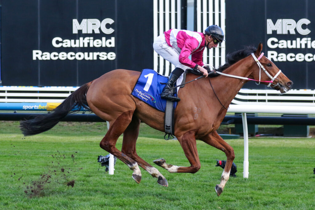 Jockey in pink and white silks riding a galloping bay horse on a grassy racetrack with MRC Caulfield Racecourse signage in the background.