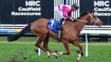 Jockey in pink and white silks riding a galloping bay horse on a grassy racetrack with MRC Caulfield Racecourse signage in the background.