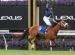 Jockey in navy riding a brown horse mid-jump over a hurdle at a racecourse, with Lexus signage and purple flowers in the background.