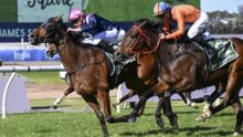 Jockeys race side by side on brown horses, wearing bright pink and orange silks, in a grassy track.