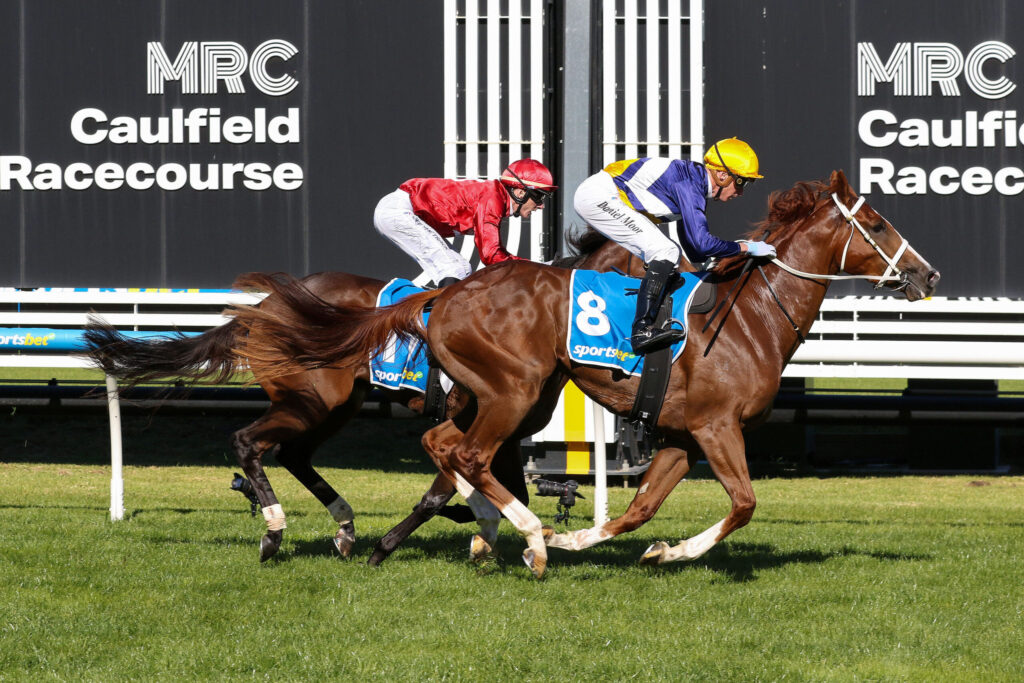 Two jockeys race side by side on brown horses at Caulfield Racecourse, green infield visible and large MPC Caulfield Racecourse sign in the background.