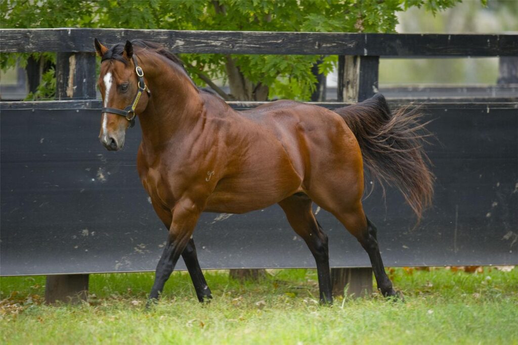 Chestnut horse trotting along a black wooden fence in a grassy paddock.