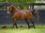 Chestnut horse trotting along a black wooden fence in a grassy paddock.