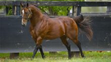 Chestnut horse trotting along a black wooden fence in a grassy paddock.