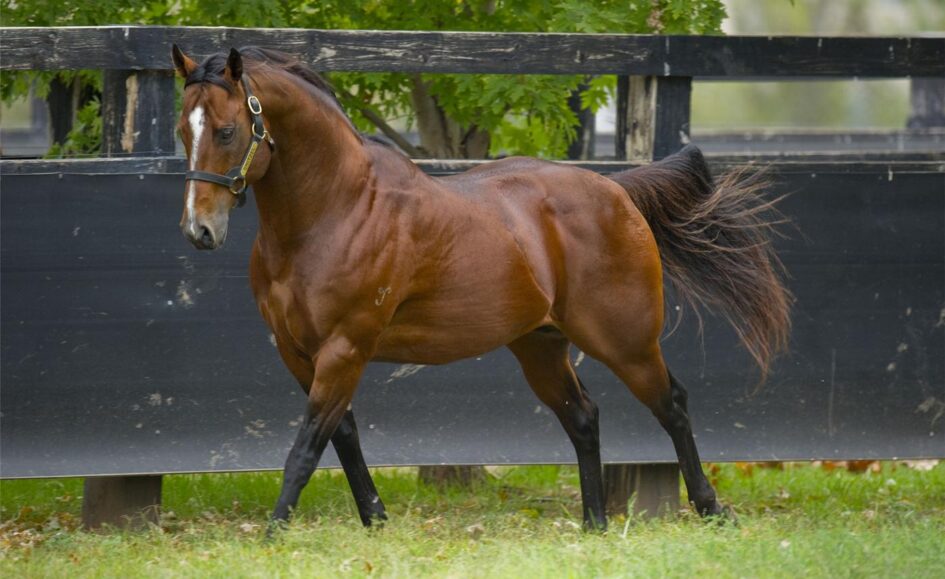 Chestnut horse trotting along a black wooden fence in a grassy paddock.
