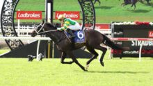 Horse and jockey jump over a hurdle at a Ladbrokes-sponsored racecourse on green grass.