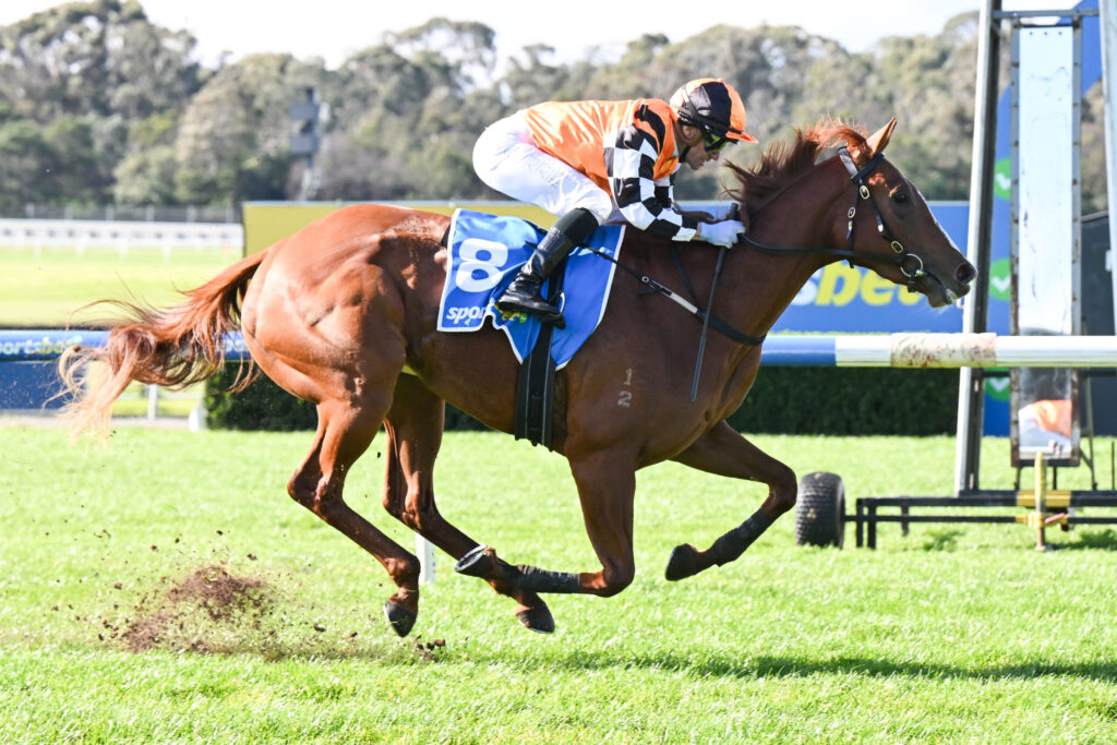 Brown racehorse with an orange-clad jockey leaping a hurdle on a sunny turf horse race track.