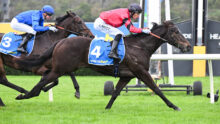 Two jockeys ride dark horses at full speed over a hurdle during a turf horse race, blue number 3 and blue number 4 saddles visible with sponsor logos on their blankets.