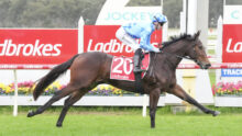 Jockey in blue and white silks riding a brown horse mid-race on a grassy track with red Ladbrokes signage in the background