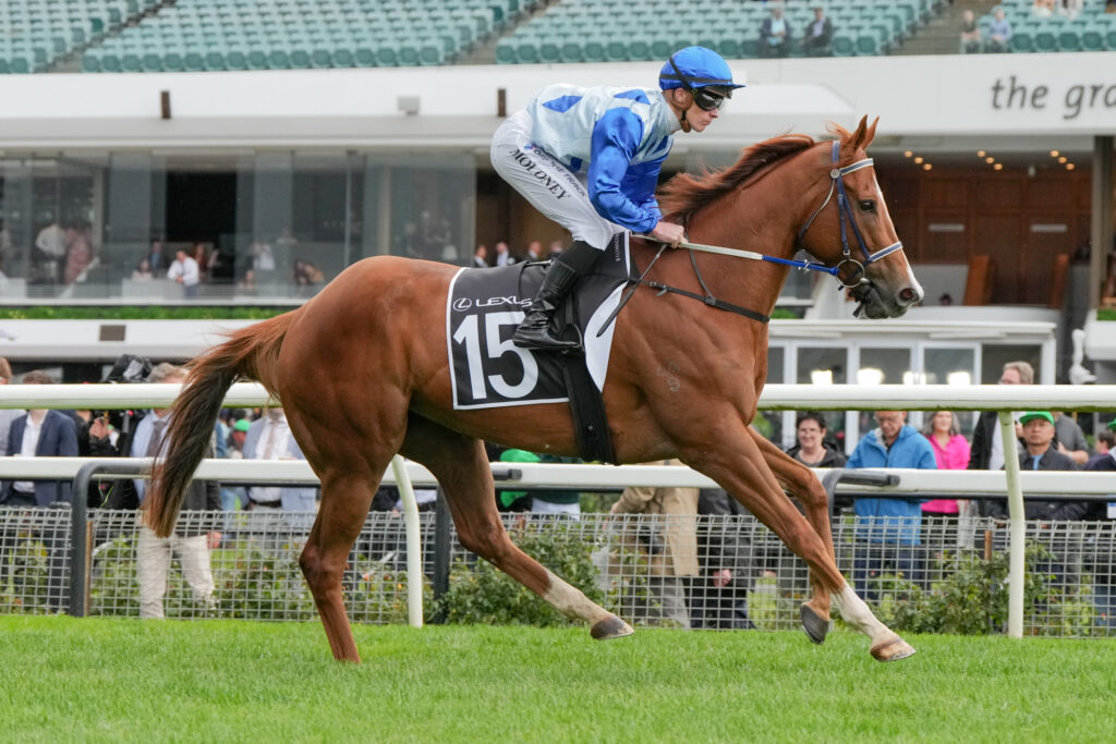 Jockey in blue silks rides a brown racehorse wearing number 15 on a turf racetrack, mid-gallop with spectators in the background.