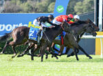 Jockeys in colorful silks ride racing horses at full gallop on a bright track, with a blue advertising wall in the background and grass underfoot.