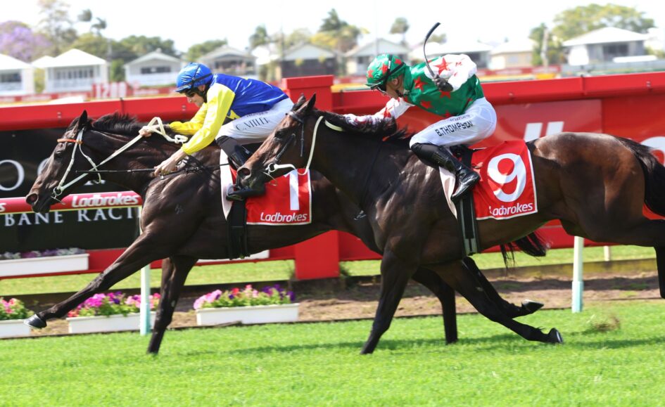Two jockeys ride fast near the finish line on dark horses, wearing bright silks and red saddlecloths with Ladbrokes visible in the background.”,