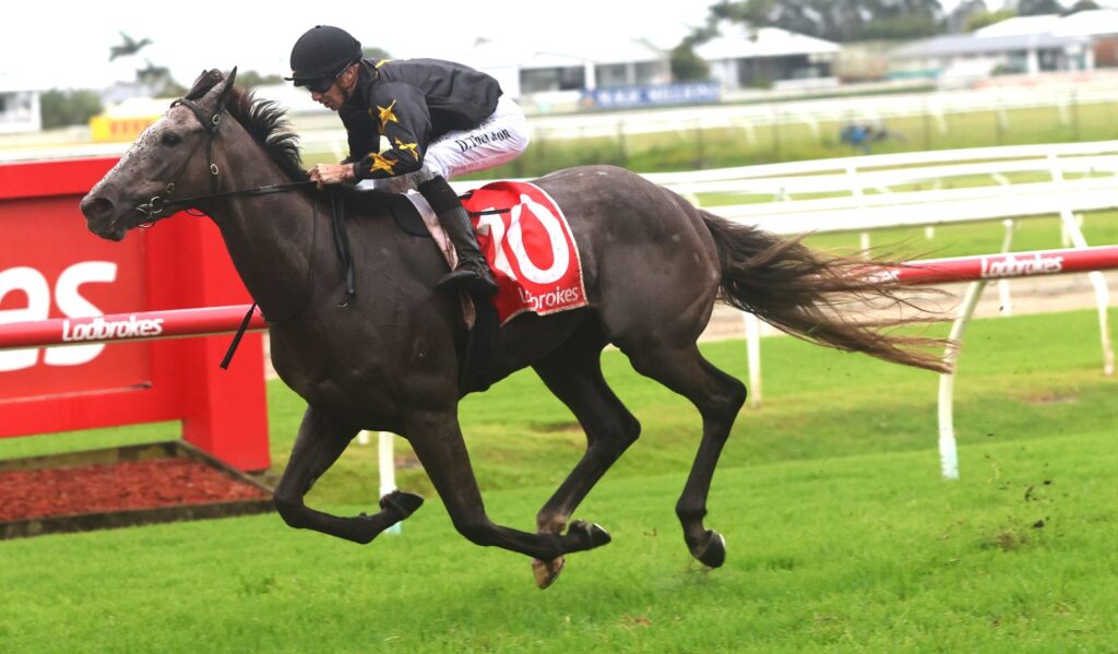 Dark horse and jockey mid-stride on a racecourse, rider in black helmet and star-pattern silks, red saddlecloth with number 70 ahead on the track.