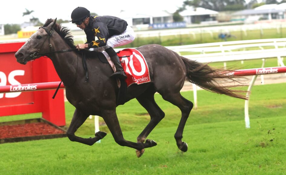 Dark horse and jockey mid-stride on a racecourse, rider in black helmet and star-pattern silks, red saddlecloth with number 70 ahead on the track.