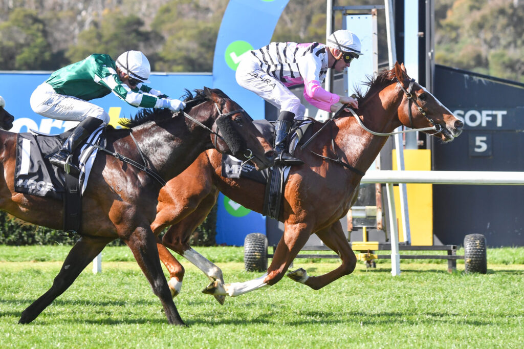 Two jockeys in mid-air over a hurdle, racing on brown horses wearing green and pink silks.