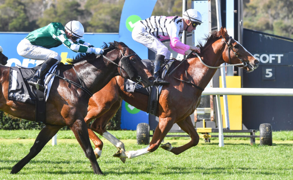 Two jockeys in mid-air over a hurdle, racing on brown horses wearing green and pink silks.