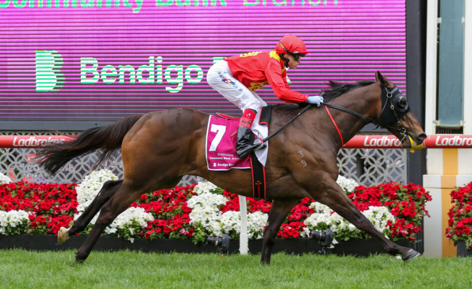 Jockey in red and yellow silks riding a brown horse over a hurdle, number 7, with a pink floral hurdle backdrop and a purple scoreboard behind.
