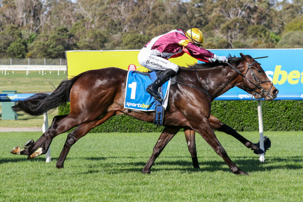 Jockey in maroon and yellow silks riding a dark brown horse at full gallop on a grassy racecourse with blurred background barriers.
