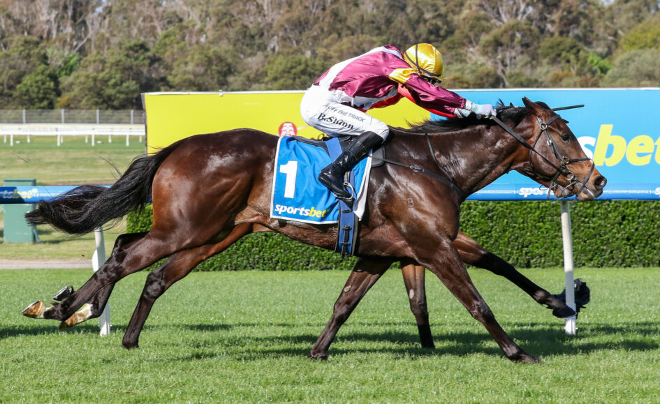 Jockey in maroon and yellow silks riding a dark brown horse at full gallop on a grassy racecourse with blurred background barriers.