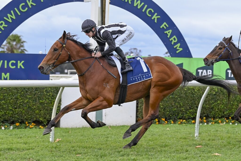 Jockey in black-and-white silks on a bay horse during a race at Yarraman Park, number 1 saddle cloth.