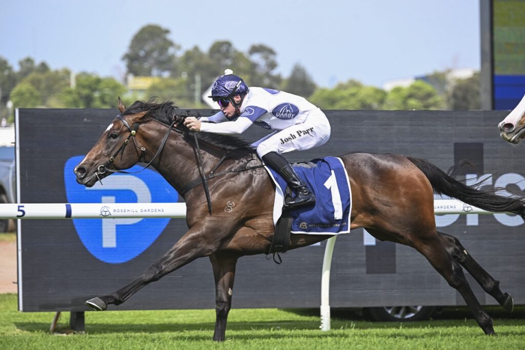 Jockey in white and blue silks rides a brown racehorse with saddlecloth No. 1 along the rails at Rosehill Gardens.