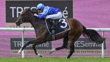 Horse and jockey racing at a track, blue silks, number 3 saddle cloth, galloping on grass with pink advertising boards in the background