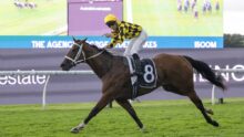 Jockey in yellow and black silks rides a brown horse with number 8 on a racecourse rail.