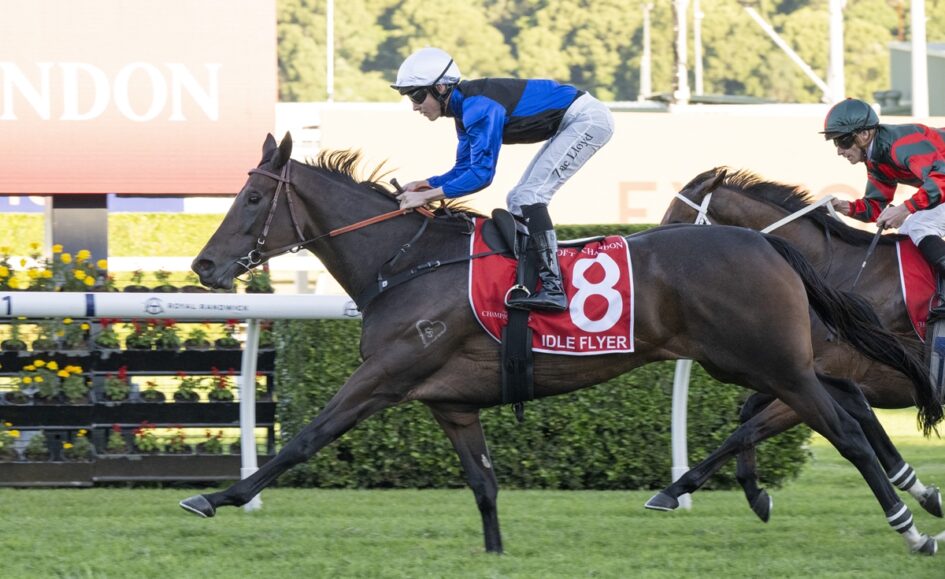 Jockey in blue and white silks rides a dark horse wearing red saddle cloth with the number 8, racing on a grass track at a racecourse.