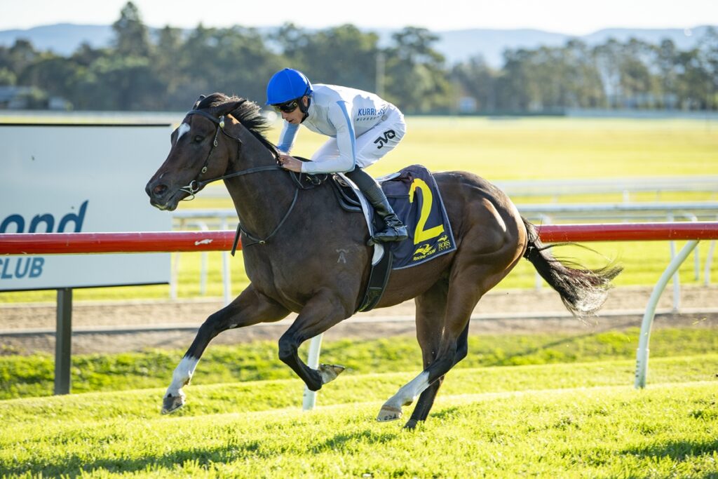 Jockey in blue helmet rides a dark horse with a yellow number 2 saddle cloth on a race track at speed during a sunny day show場ing a left turn.