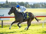 Jockey in blue helmet rides a dark horse with a yellow number 2 saddle cloth on a race track at speed during a sunny day show場ing a left turn.