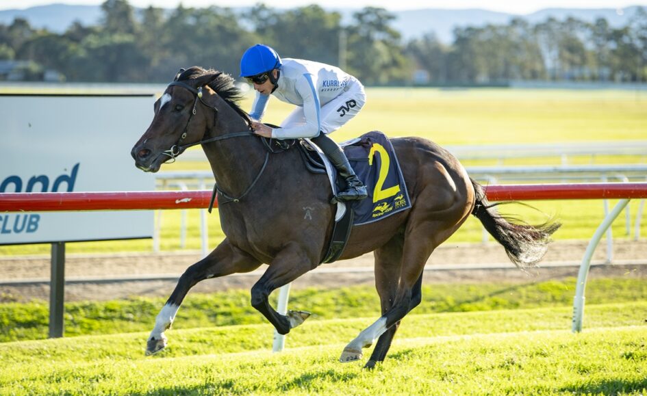 Jockey in blue helmet rides a dark horse with a yellow number 2 saddle cloth on a race track at speed during a sunny day show場ing a left turn.