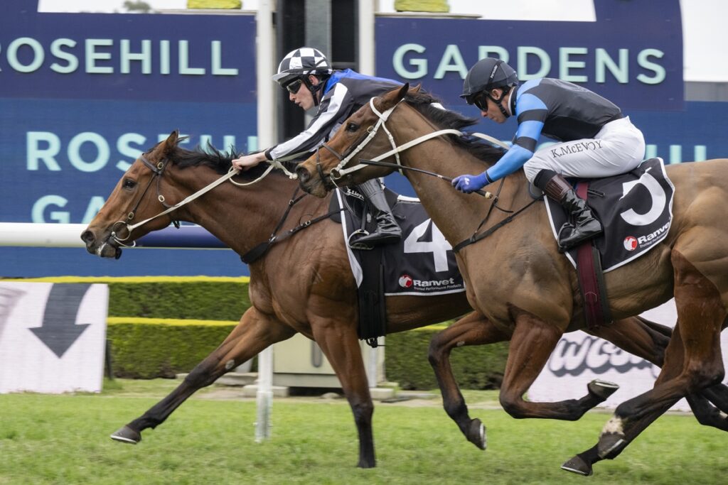 Two jockeys race two brown horses side by side on a grass track with blue signage in the background, crossing the inside rail.