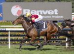 Brown racehorse with jockey in maroon and gold silks, wearing #7 saddlecloth, racing past the infield banners with a Ranvet sign in the background