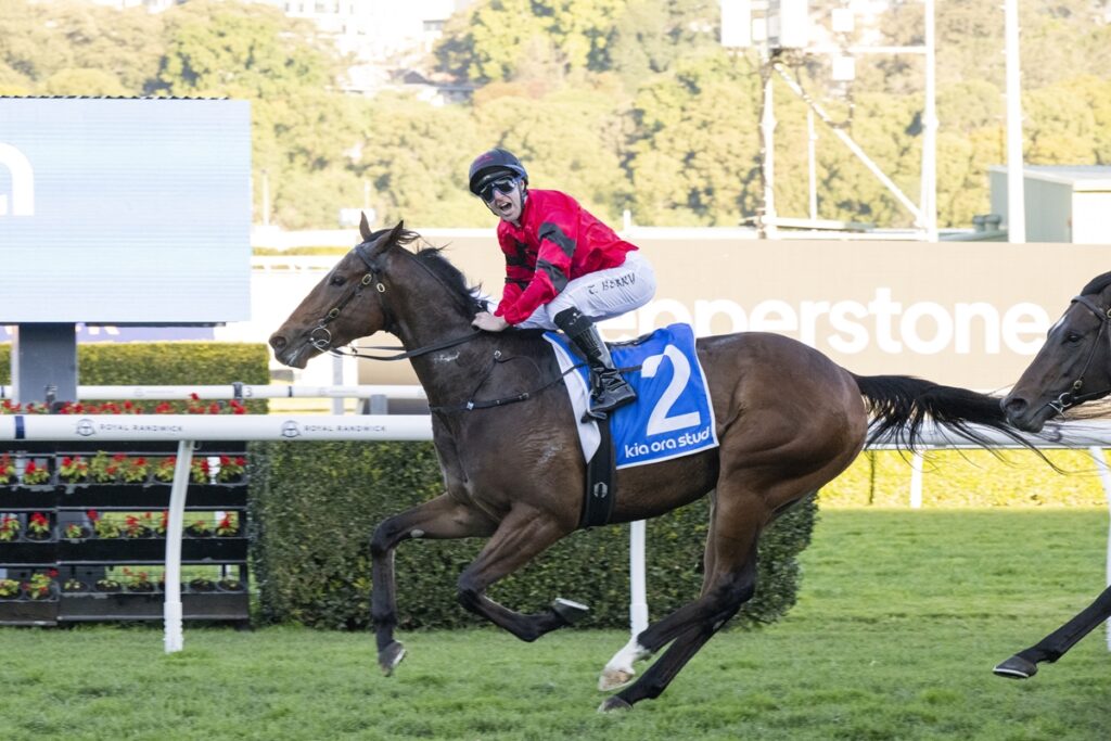 Jockey in a red and black outfit rides a dark horse over a hurdle on a racecourse, blue saddle cloth with number 2 visible.