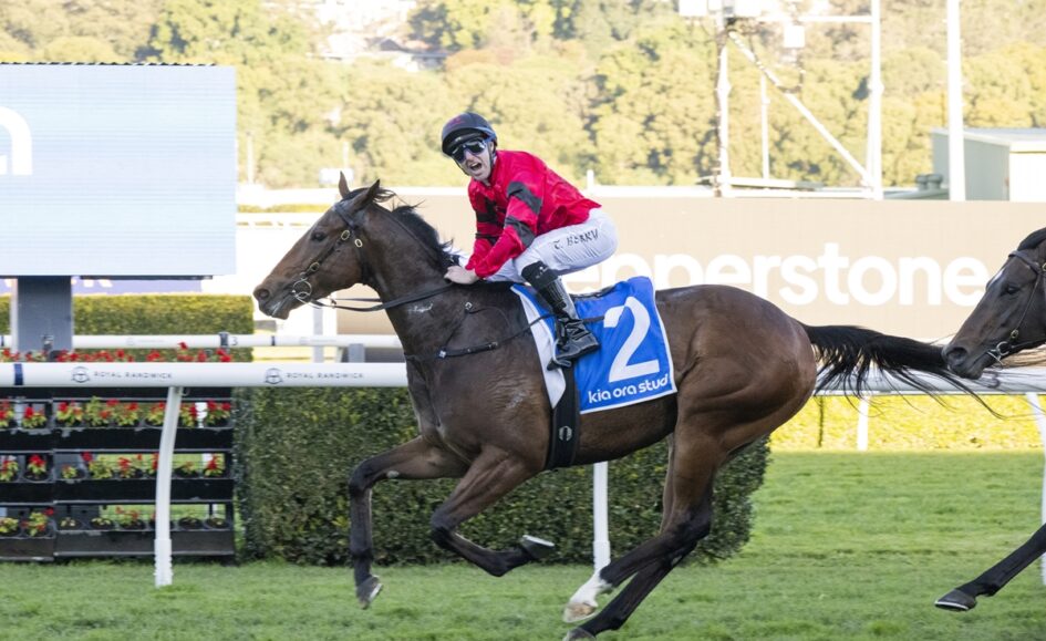 Jockey in a red and black outfit rides a dark horse over a hurdle on a racecourse, blue saddle cloth with number 2 visible.