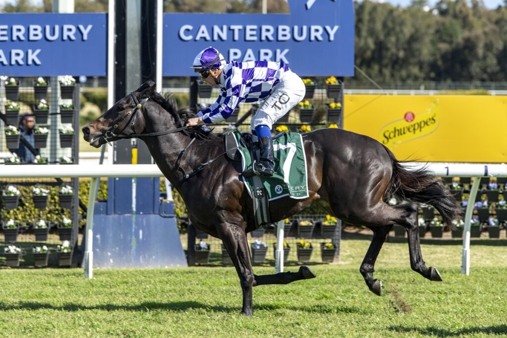 Jockey in purple-and-white diamond silks riding a dark horse mid-gallop at Canterbury Park festival.