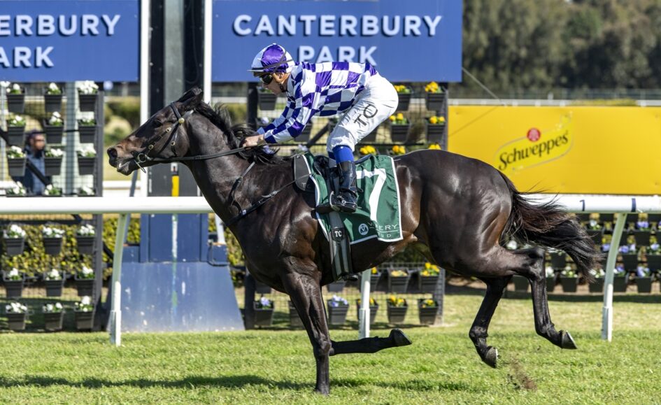 Jockey in purple-and-white diamond silks riding a dark horse mid-gallop at Canterbury Park festival.