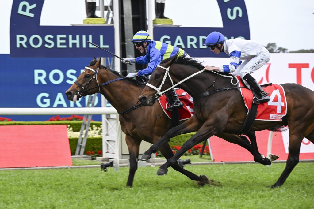 Two jockeys on horses leap over a hurdle during a race at Rosehill Gardens, foregrounding green turf and red barriers.
