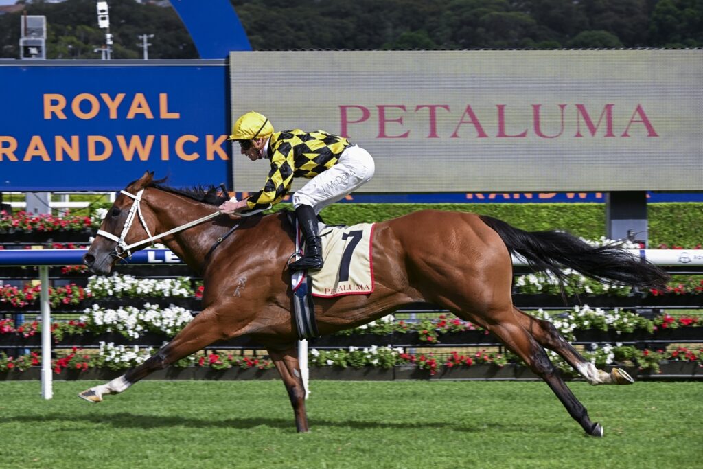 Jockey in yellow and black checkered silks rides a chestnut racehorse wearing number 7 past a Petaluma banner on a grassy track.