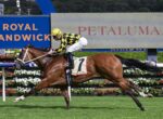 Jockey in yellow and black checkered silks rides a chestnut racehorse wearing number 7 past a Petaluma banner on a grassy track.