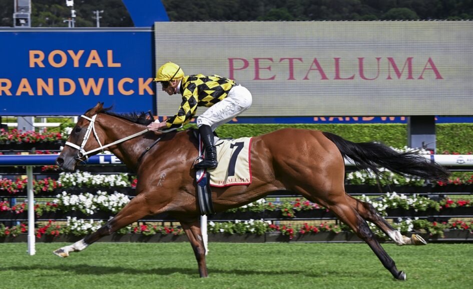 Jockey in yellow and black checkered silks rides a chestnut racehorse wearing number 7 past a Petaluma banner on a grassy track.