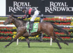 Horse racing scene: jockey in black and red silks riding a brown galloping horse with a green saddle cloth labeled number 2 at a track with flowers in the background (Royal Randwick).