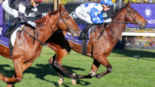 Two jockeys riding galloping horses in a race on a green turf, with colorful flowers in the background.