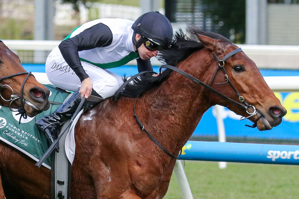 Jockey leaning forward on a brown horse during a race, wearing white and black silks with a dark helmet.
