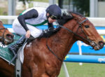 Jockey leaning forward on a brown horse during a race, wearing white and black silks with a dark helmet.