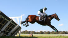 Horse and rider mid-air as they clear a wooden jump in a sunny outdoor equestrian event.