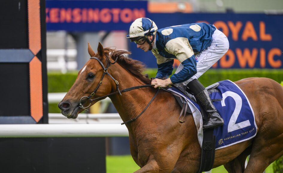 Jockey in blue and white silks rides a brown horse wearing number 2 during a race on a turf track.