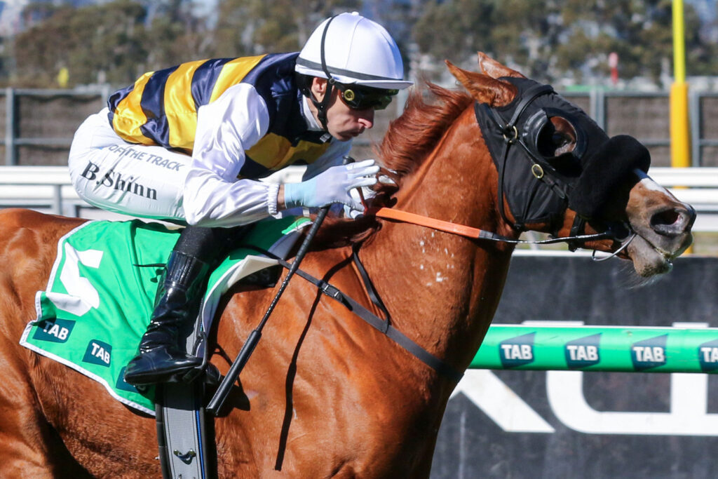 Jockey in white helmet and yellow-blue silks leans forward on a chestnut horse during a jump race.